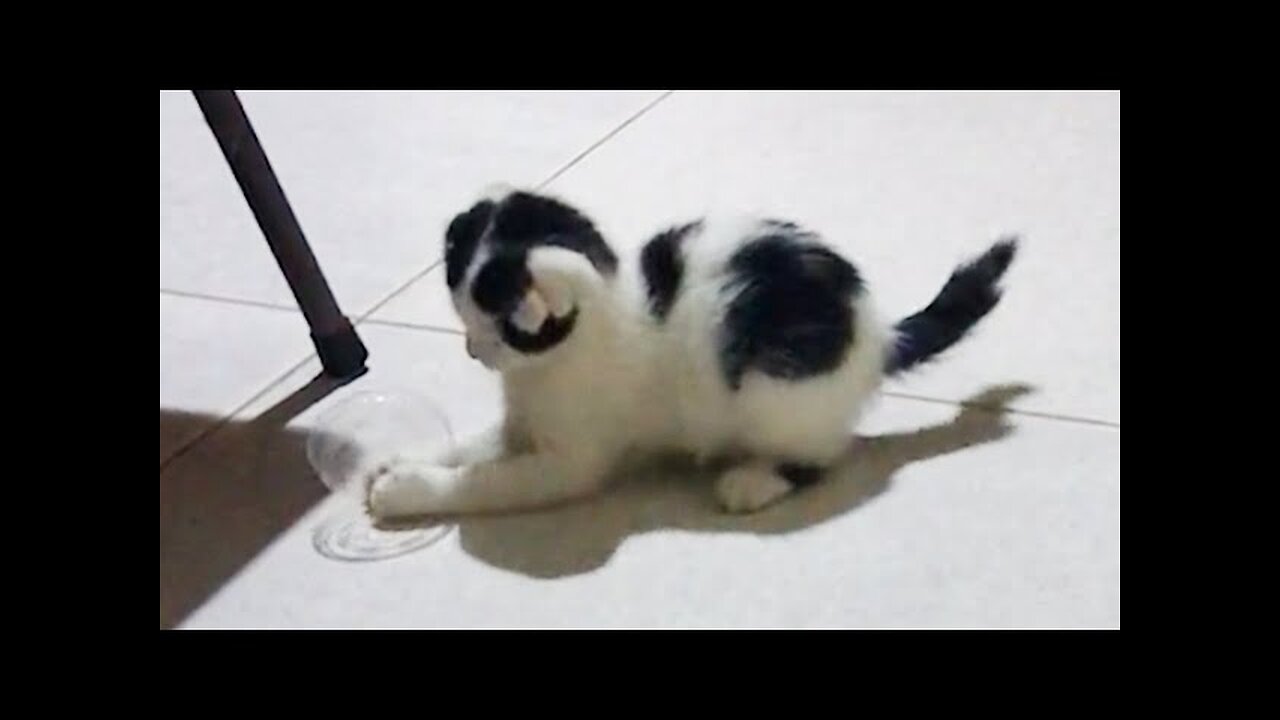 WORLD BEST FUNNIEST🤣 Dog vs men 🤣 funny video> Don't Try Laughing 🤣 clips