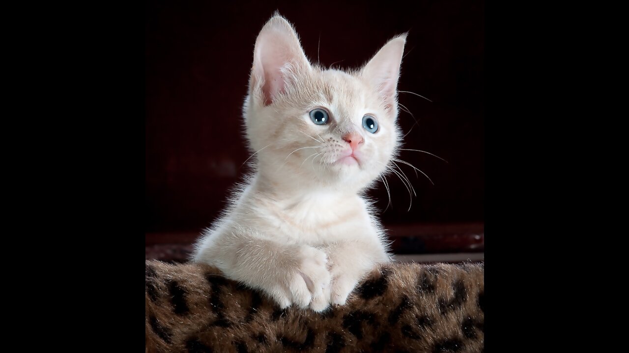 Cat lovers watch #shorts #short #trending