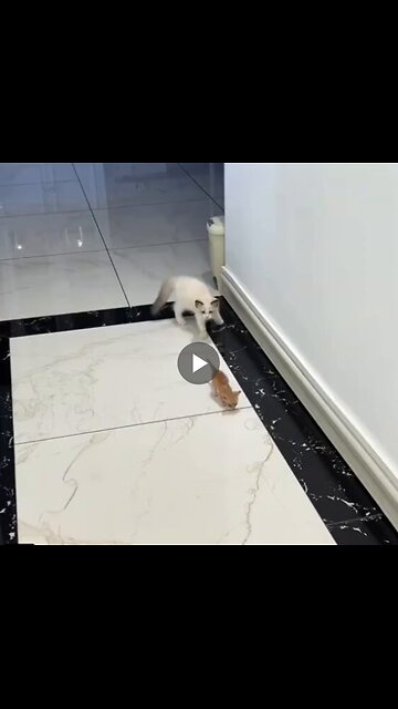 Size doesn't matter when it is an orange cat.