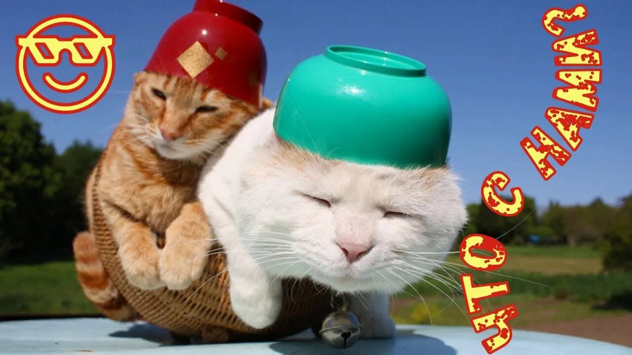 Смешные Коты 3 Funny Cats Юмор