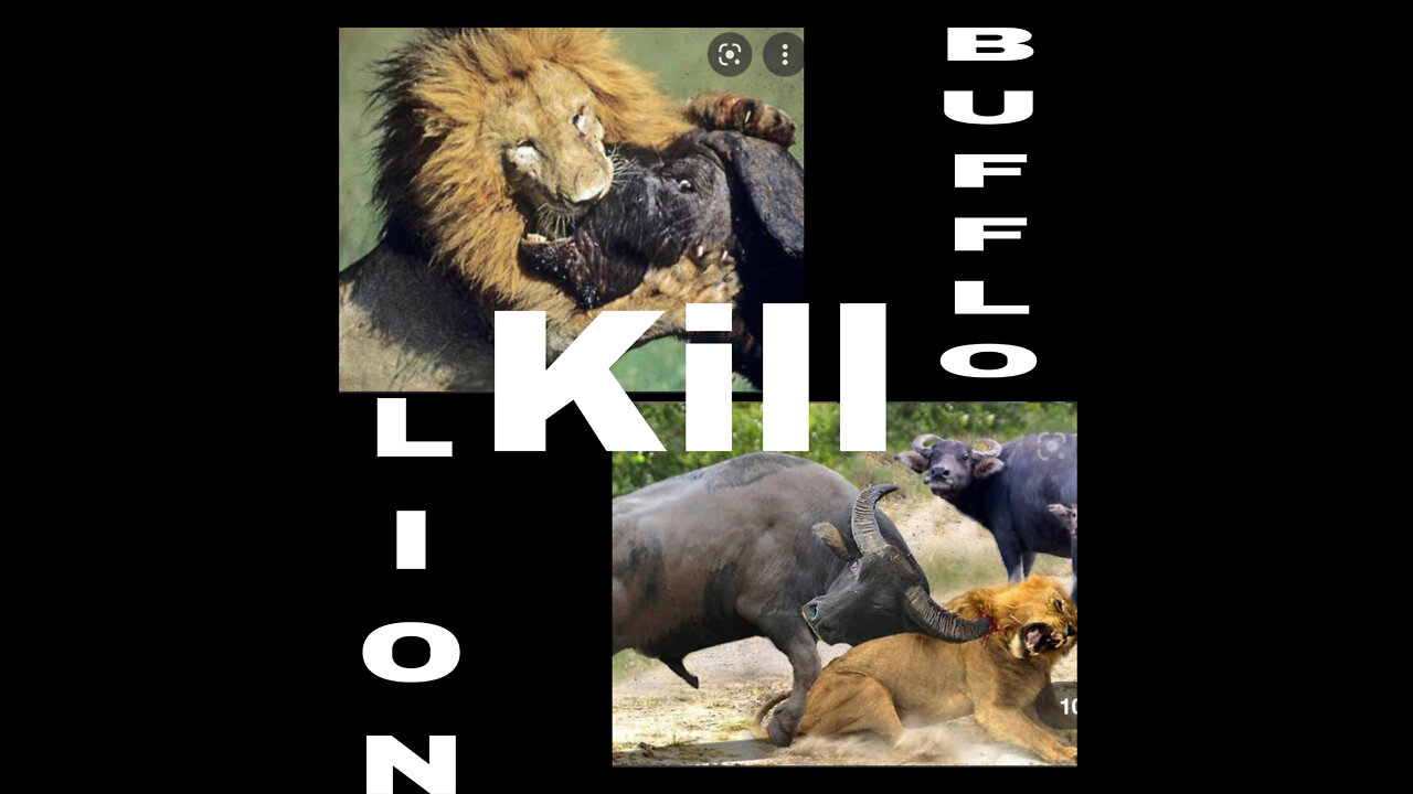 TOP 6 Crazy Moments Buffalo Can Kill Lion