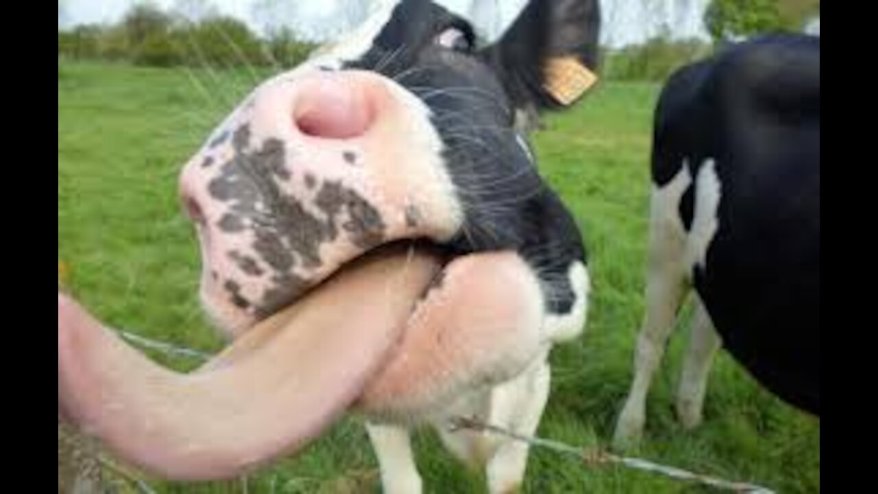 A hot cow looking for love