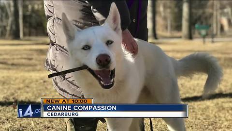 3-legged dog in animal mistreatment case adopted by new family
