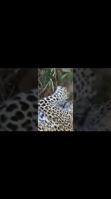 Young Leopard Plays With Live Prey #shorts