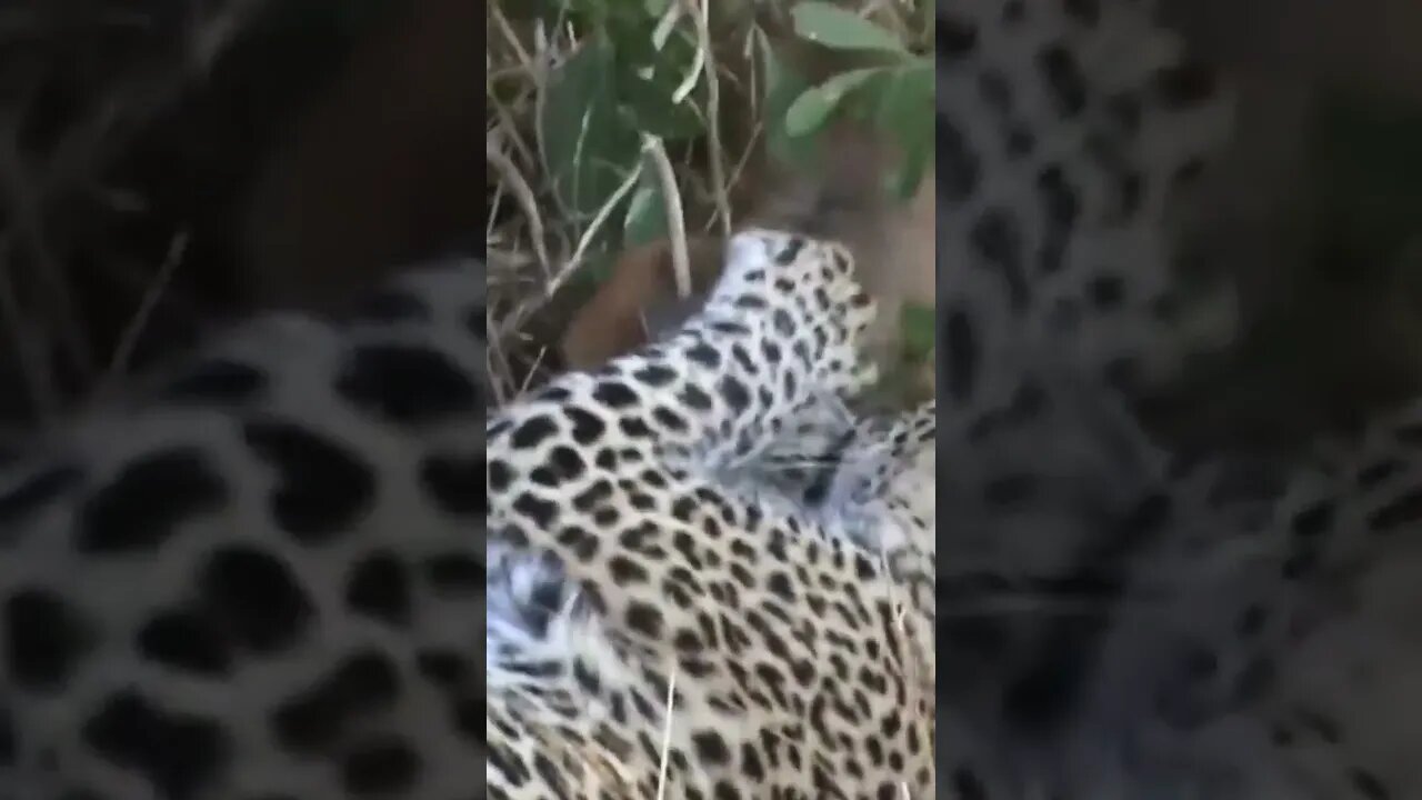 Young Leopard Plays With Live Prey #shorts