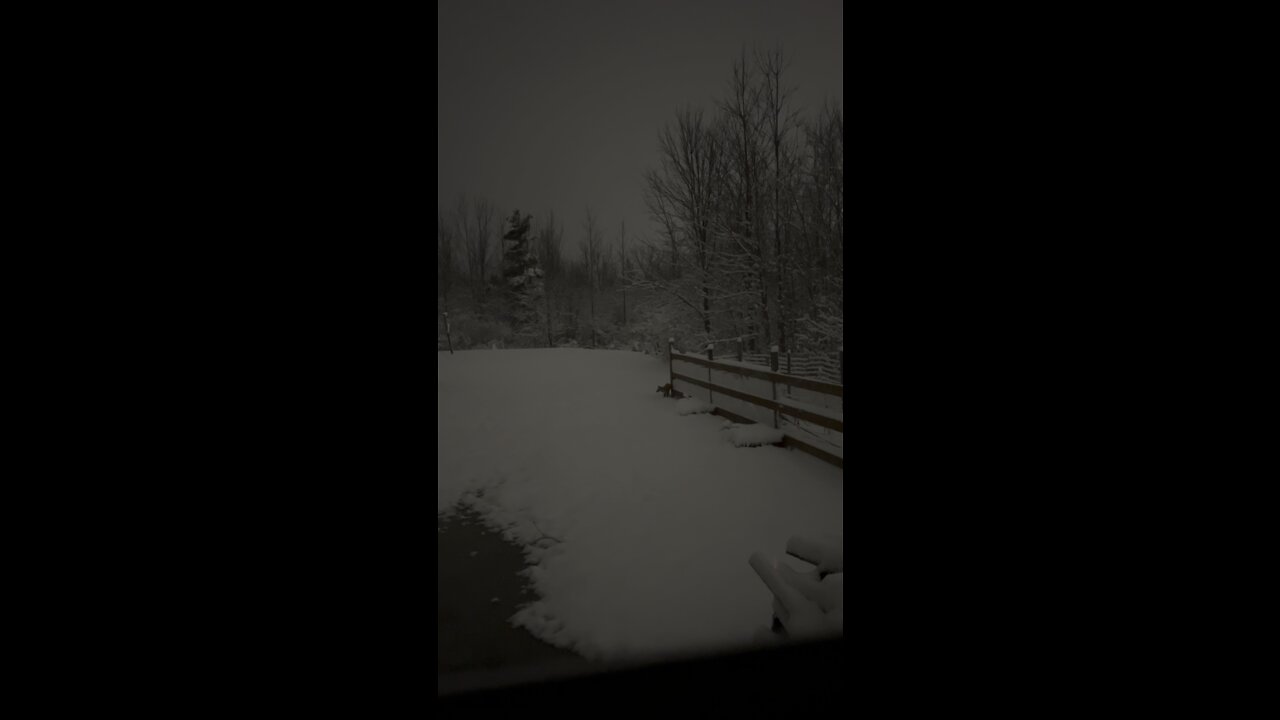 Fox Exploring In The Snow