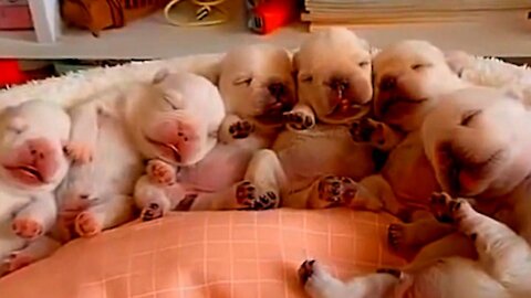 Most Cutest Puppies l Cute Animals l funny video 2021 l funny fail 2021