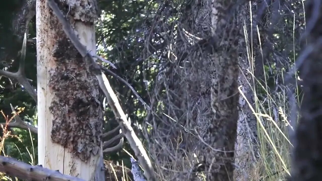 Can you find the bull elk? He's CLOSE! .