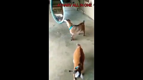 Funny pets videos