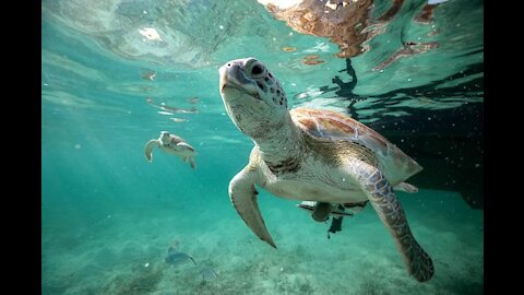 Sea Animal Toys This Summer at the Shore