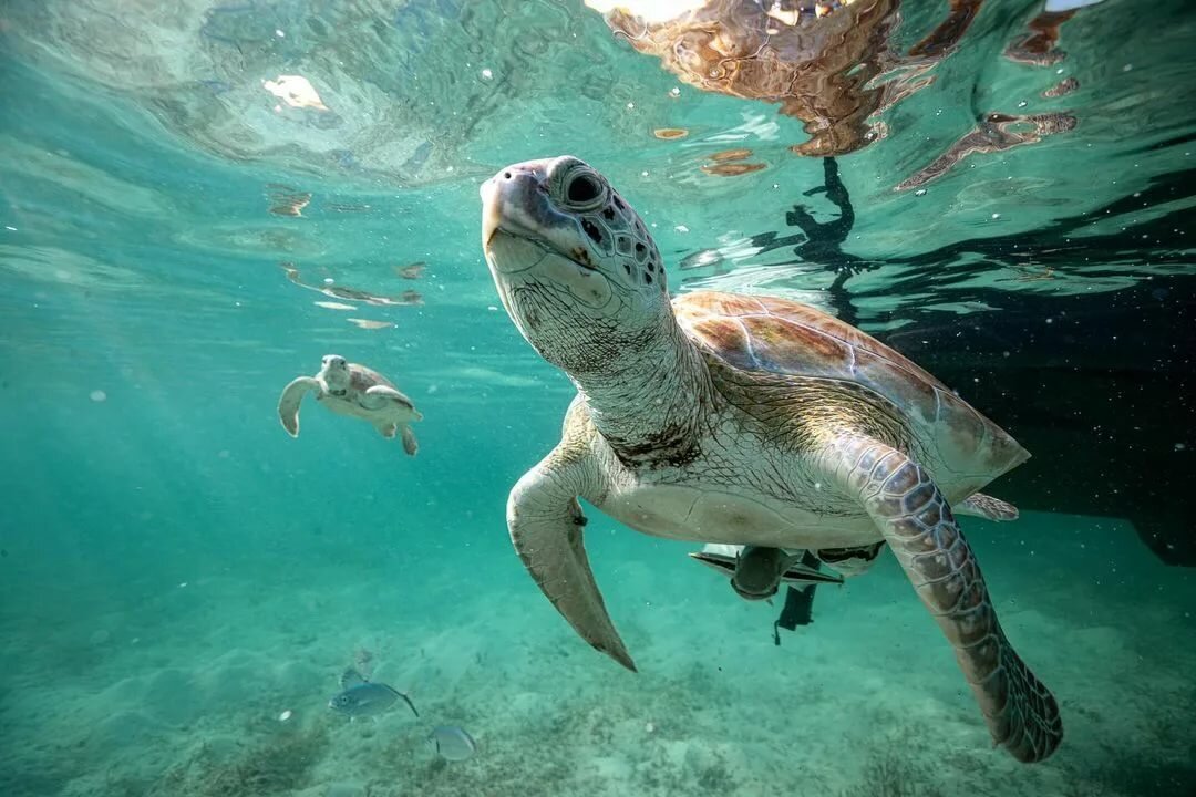 Sea Animal Toys This Summer at the Shore