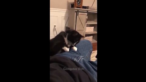 Funny cat doing prank