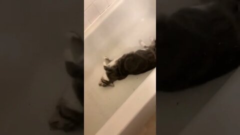 Decided to sprinkle some catnip in the tub and this happened