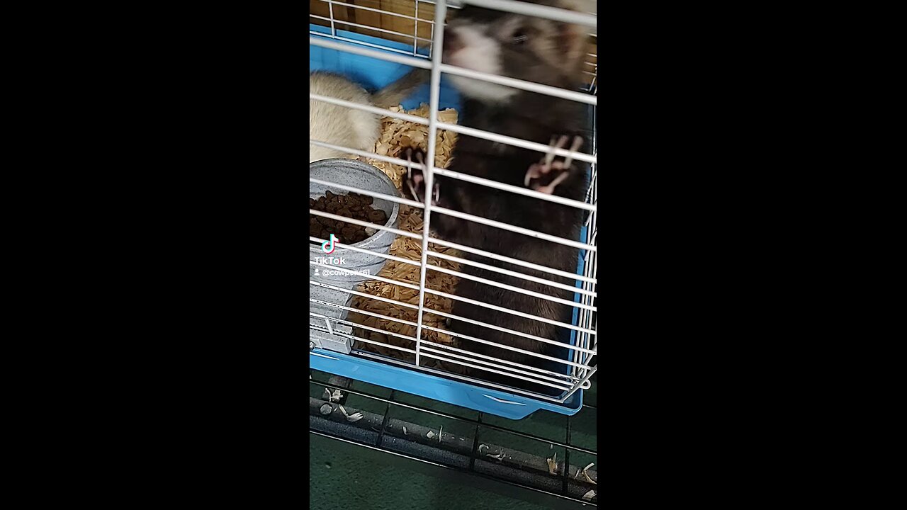Petco ferrets