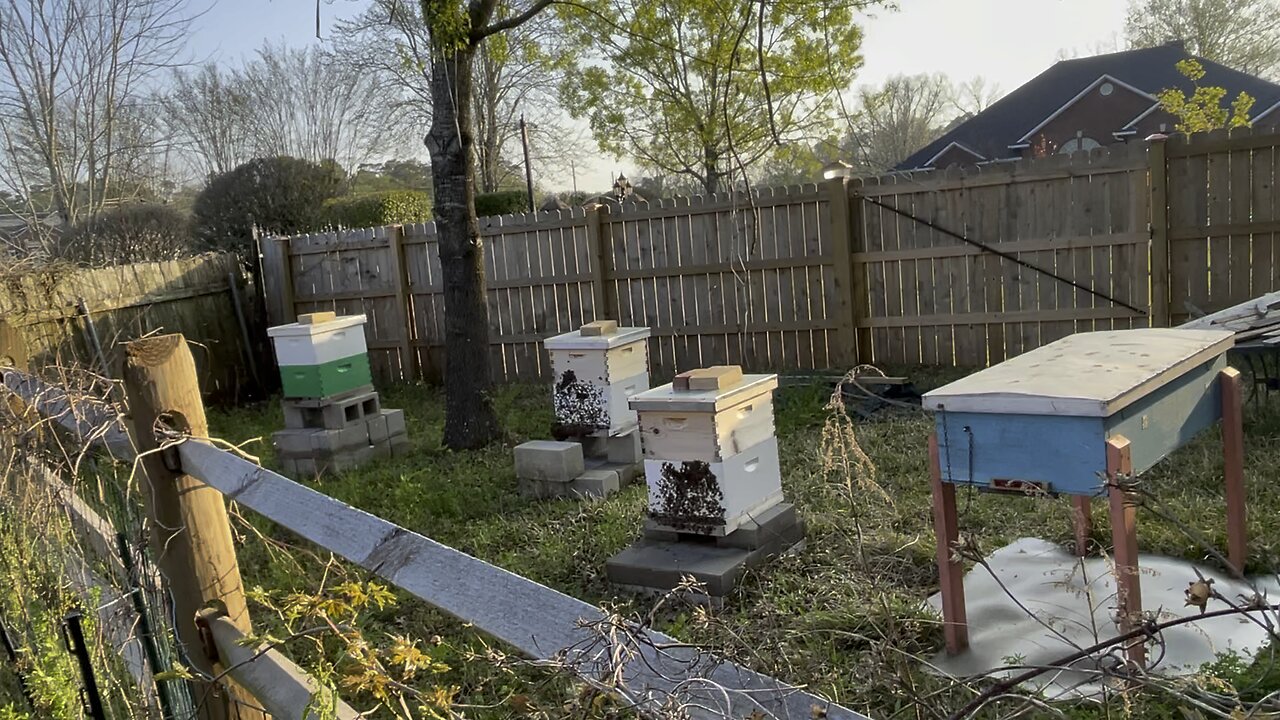 SASKATRAZ HONEYBEES! First honeybees in the new apiary! Beekeeping early days!