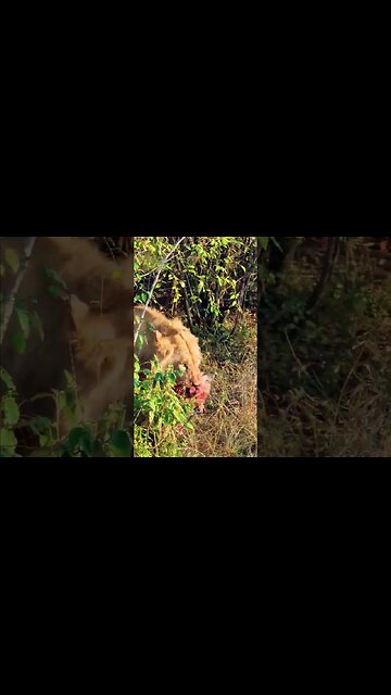 Hyena Den Raided By Lions! #Wildlife | #ShortsAfrica