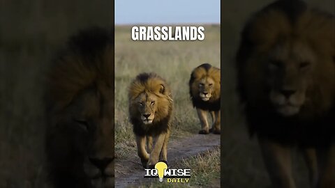 Shocking Facts about Lions! #shorts #short #wildlife #lion