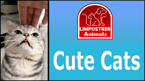 Cute cats