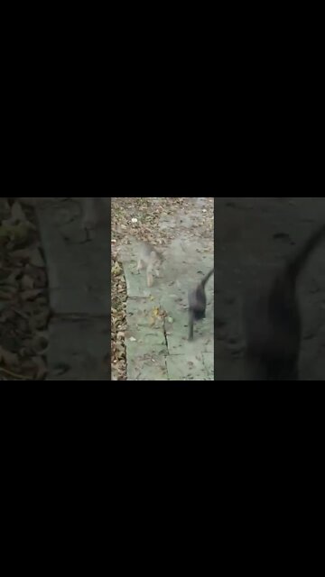 Here They Come. Boogey Boogey