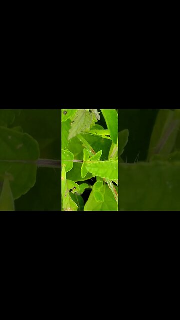 Acho que aproximei demais ae não teve jeito tive que correr #shorts