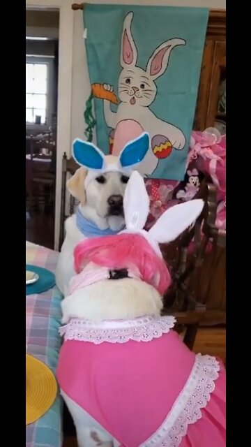 My Dog's EPIC Birthday Party!!!!