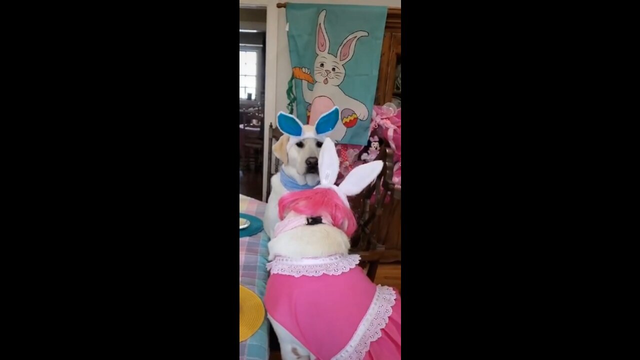 My Dog's EPIC Birthday Party!!!!