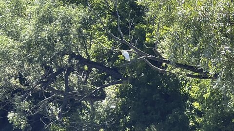 Keep seeing White Egret in trees