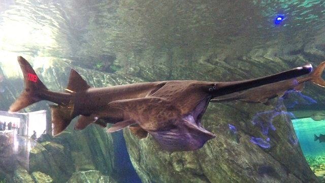 Bizarre prehistoric paddlefish has a super ability