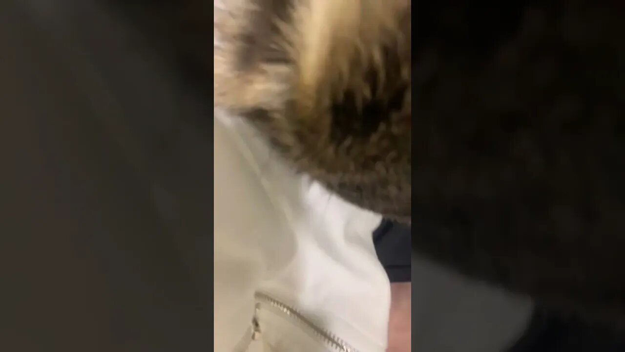 #raccoons #raccoon #viral #fyp #shorts #short #reels #reel #funny #nature #funnymoments #funnyracoon