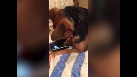 Dog is Confused by Phone – LOL