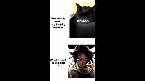 Black cat my family wants vs Black cat i want