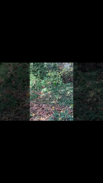 Why are the modern left often adopting fascist ideology?