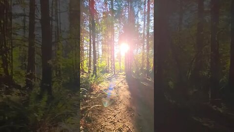 Dappled sunlight 🌾🌼