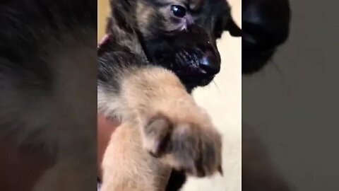 cute puppy #shorts
