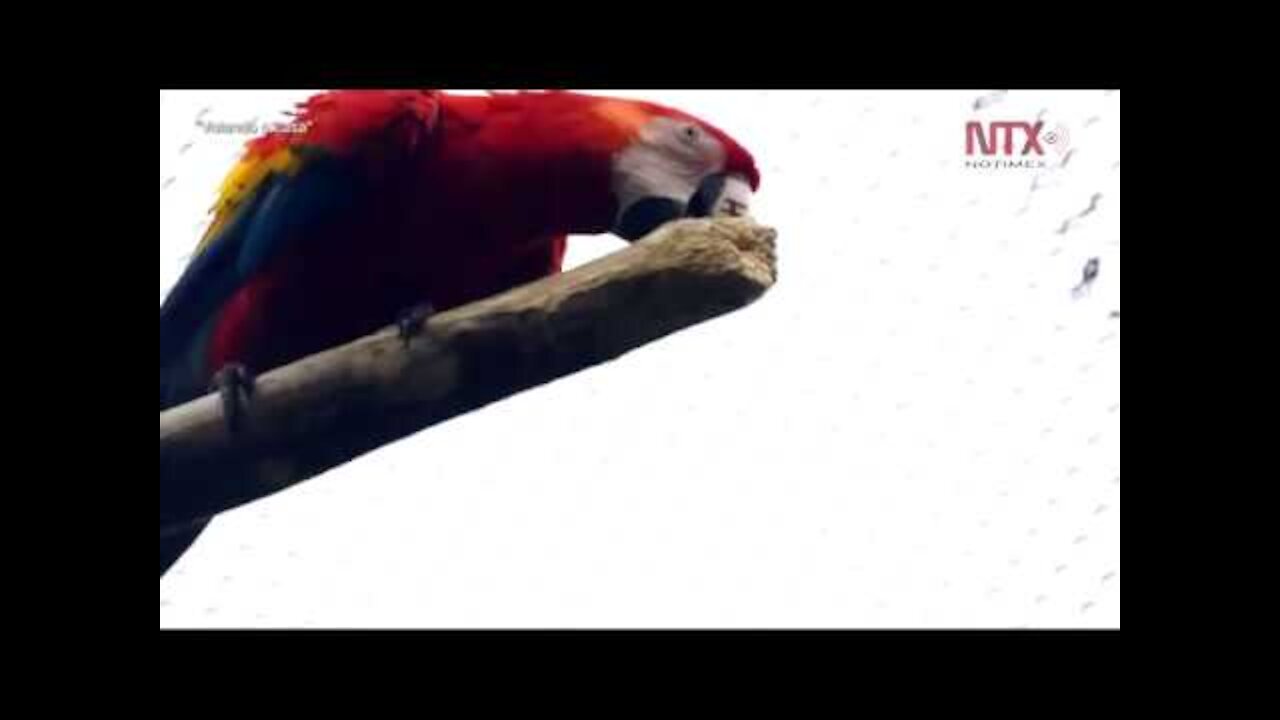 Scarlet Macaw Video Wins Boston Collage Film Festival