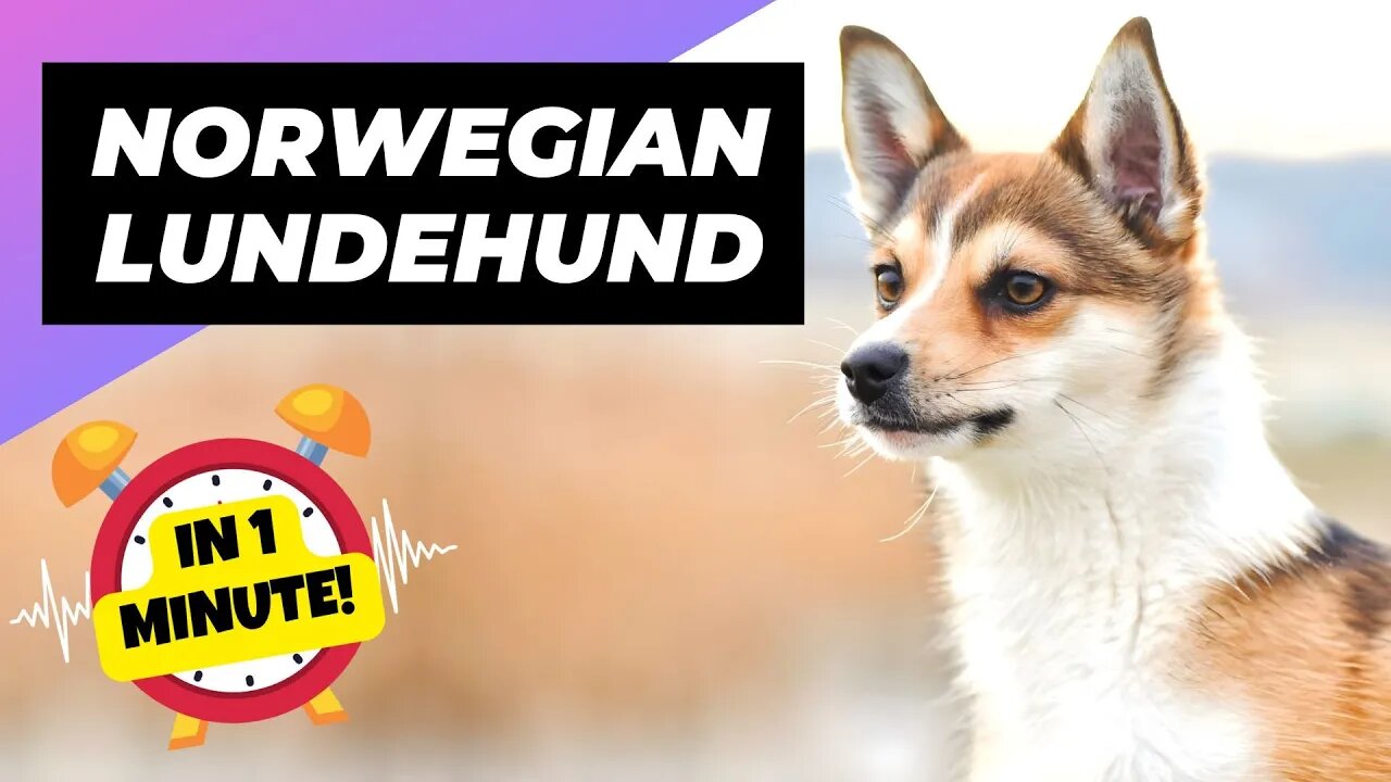 Norwegian Lundehund - In 1 Minute! 🐶 A Rare Dog Breed With 6 Toes! | 1 Minute Animals