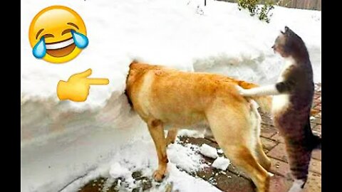 funny animals