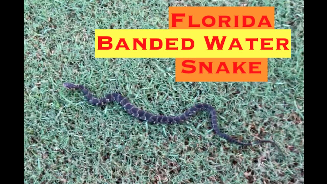 Florida Banded Water Snake on the Golf Course