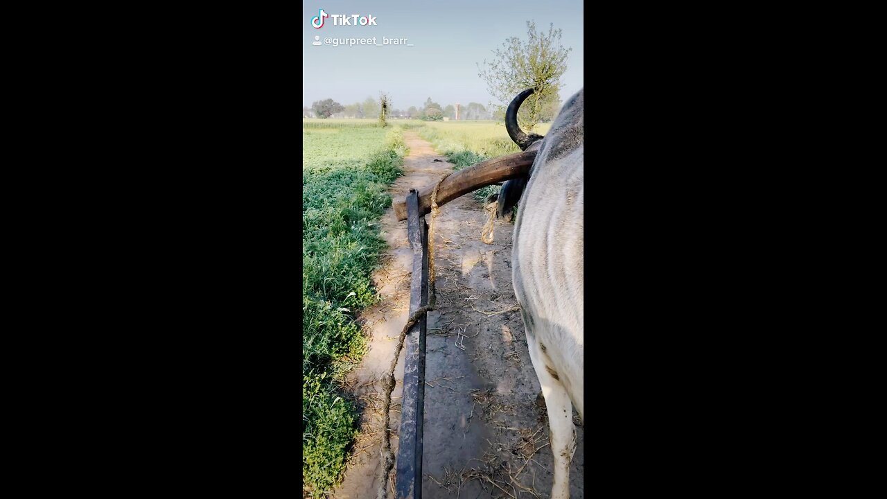 punjab #agriculture 😍😍