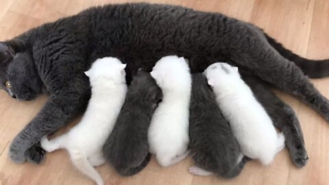 Mother cat takes her babies out to play