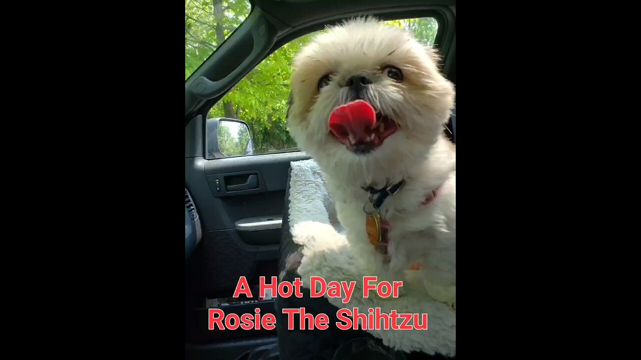 A Hot Day For Rosie The Shihtzu