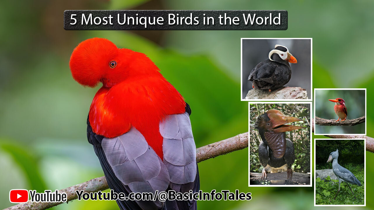 Top 5 Most Unique Birds in the World