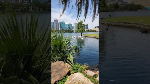 Lake Eola from the Gazebo #shorts