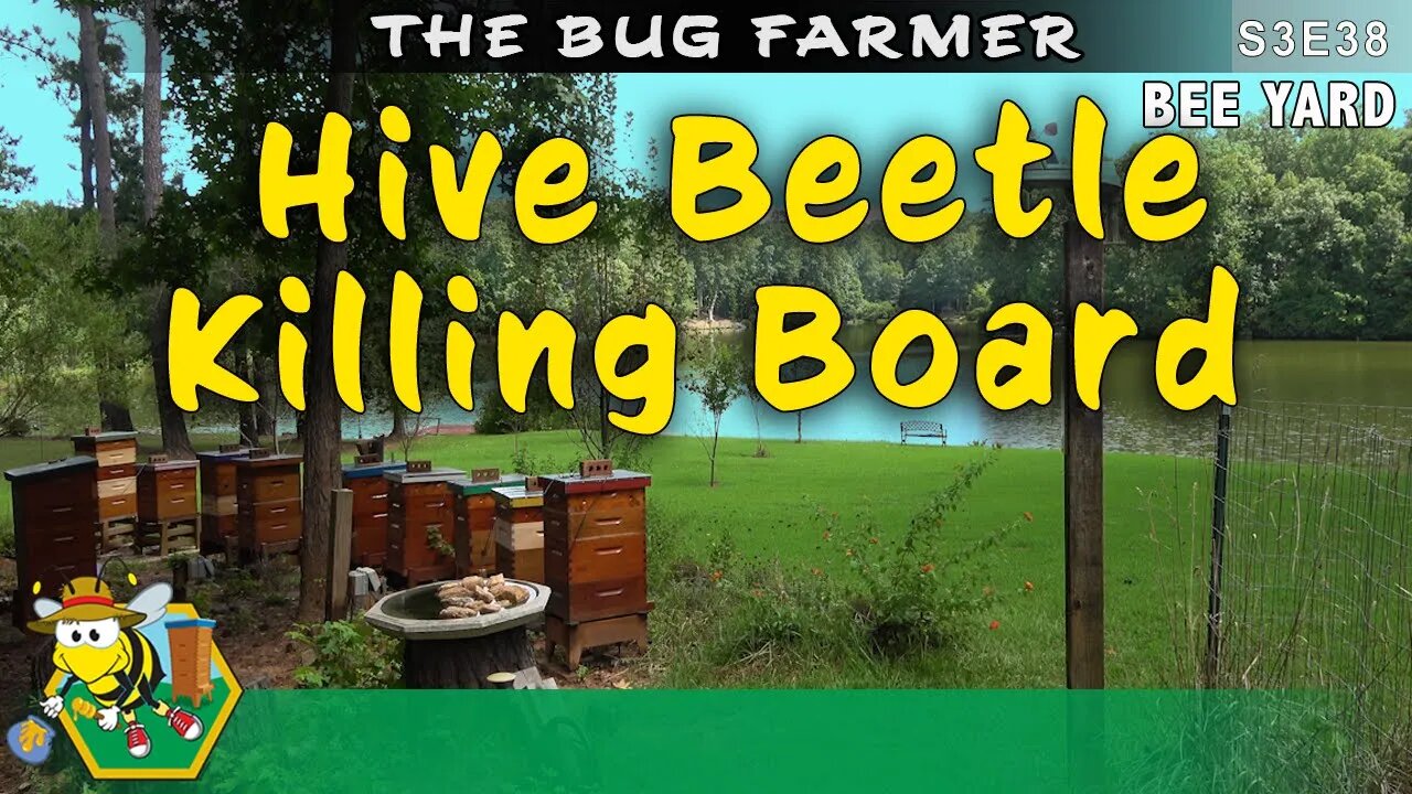 From honey bound to beetle bound - Time for the Killing Board! #beekeeping