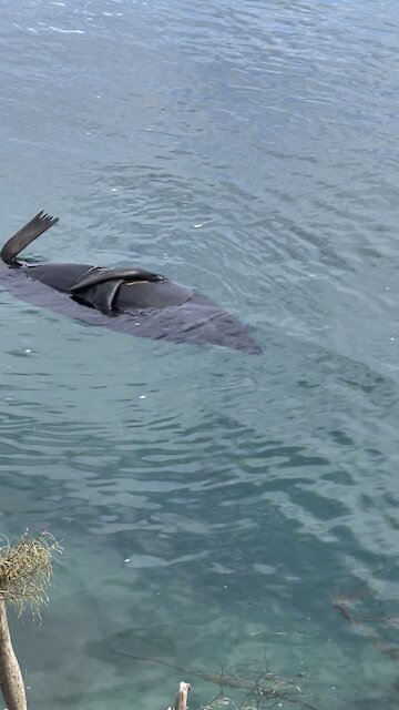 Seal Sleeping part 3