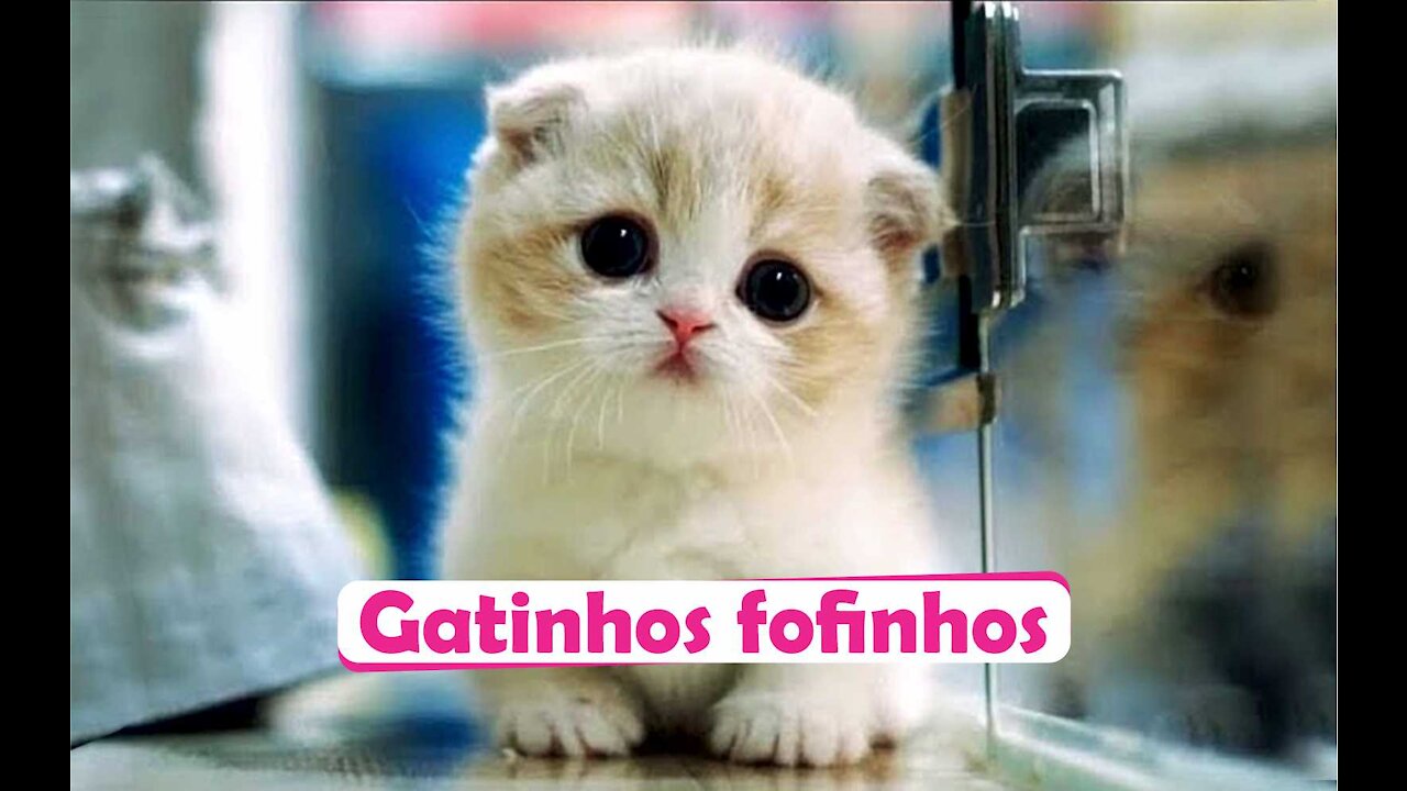 Cães e gatos engraçados de animais engraçados