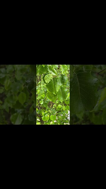 Sometimes you just need to sit outside and listen to the rain. 🌧️🍃