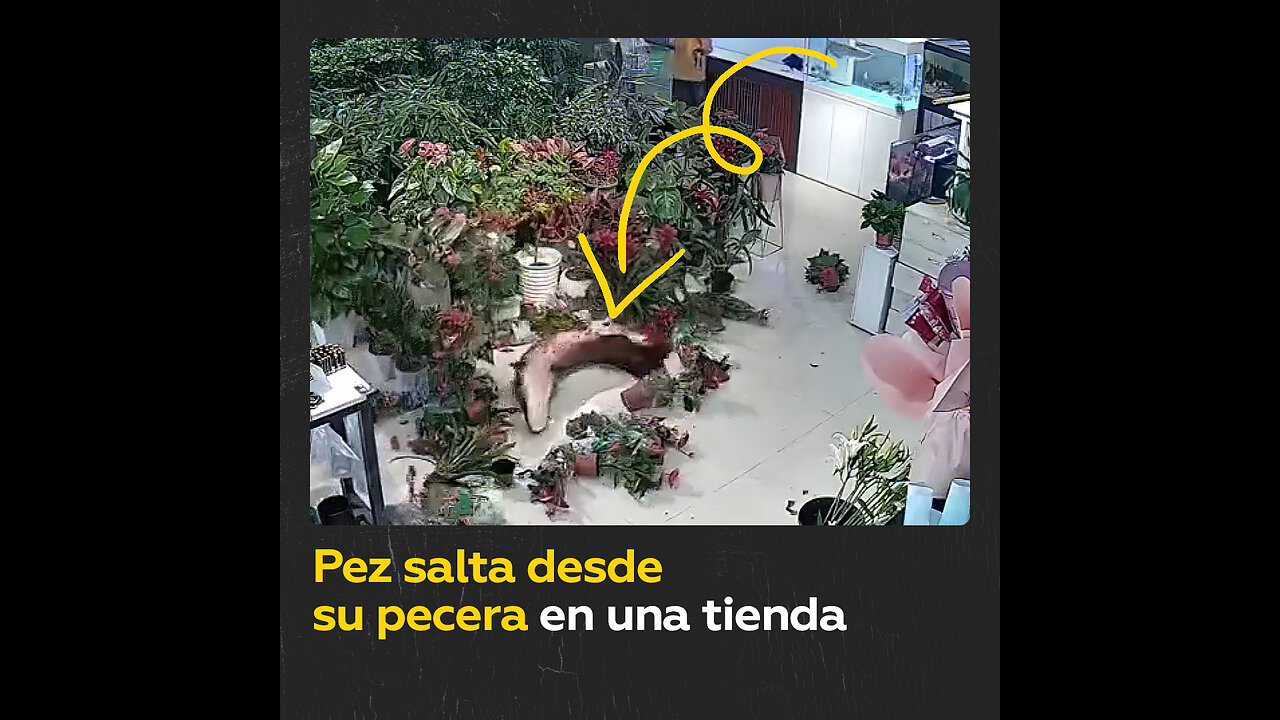 Un gran pez salta desde su pecera desatando el caos en una floristería