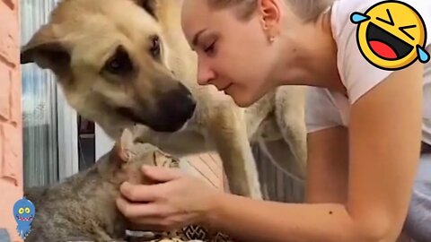Jealous Dogs React To Other Dogs Getting Attention - Funny animal videos