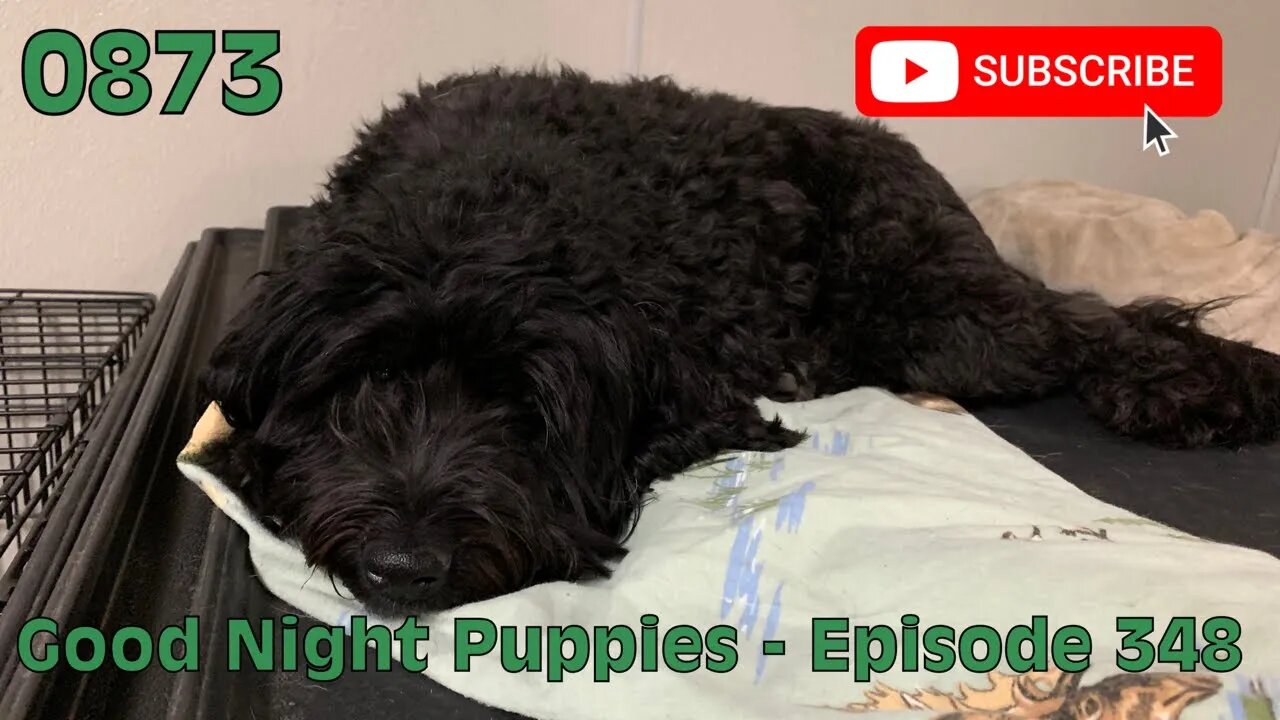 [0873] GOOD NIGHT PUPPIES - EPISODE 348 [#dogs #doggos #doggos #puppies #dogdaycare]